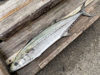 <p>中谷様　沖の北　ショアジギ　サワラ76cm🎣12時すぎにヒットされたそうです♪♪</p>