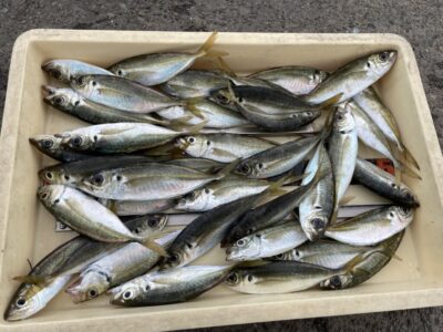 <p>芝様　沖の北　サビキ釣りで中アジ23cmまで多数🎣</p>