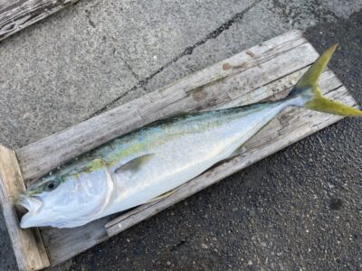 <p>向井様　沖の北　飲ませ釣りでブリ85cm🎣初ブリおめでとうございます^ ^</p>