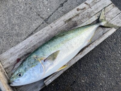 <p>S様　沖の北　飲ませ釣りでブリ81cm🎣14時過ぎに釣れたそうです♪♪</p>