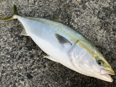 <p>塩見様　沖の北　ダイソージグで鰤80cm🎣7時前にヒット♪♪</p>