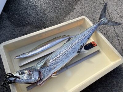 <p>クロサワ様　沖の北　飲ませ釣りでサワラ75cm🎣メタルジグで太刀魚も釣れたそうです^ ^</p>