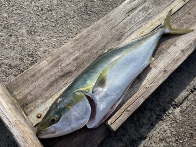 <p>坪井様　沖の北　アジ飲ませ　メジロ63cm🎣9時半頃にヒット♪♪</p>