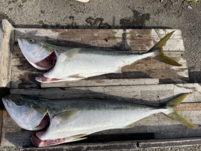 <p>スギモト様　沖の北　アジ飲ませ　ブリ91cmまで2匹🎣おめでとうございます🎊</p>