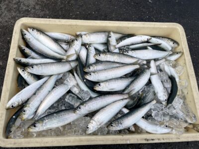 <p>釣れちゃう犬　沖の北　サビキ釣り　マイワシ23cmまで大漁🎣　13時〜15時まで</p>