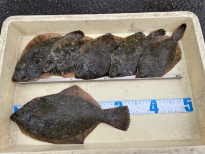 <p>尾谷様　沖の北　投げ釣り　カレイ33cmまでを6枚🎣7時半頃まで釣れたそうです♪</p>