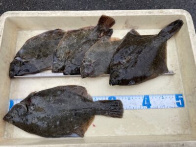 <p>宮下様　沖の北　投げ釣り　カレイ33cmまでを6枚🎣7時半頃まで釣れたそうです♪♪</p>