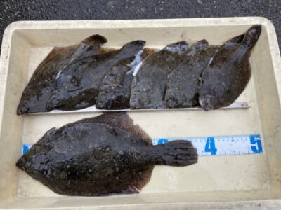 <p>匿名様　沖の北　投げ釣り　カレイ37cmまでを7枚🎣良型おめでとうございます🎊</p>