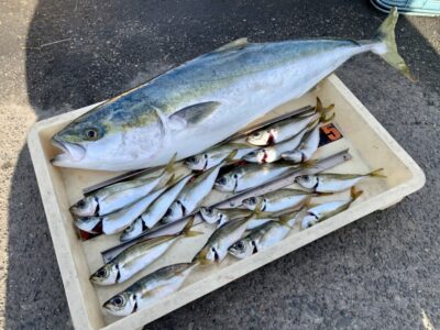 <p>小谷様　沖の北　サビキ釣りで良型アジ🐟呑ませ釣りでメジロ🎣</p>