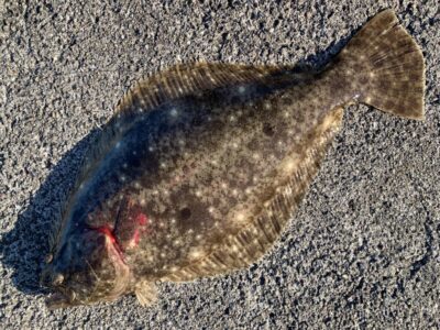 <p>知夫里島のクローザー様　沖の北外向き　呑ませ釣りで14:30頃にヒラメ🎣</p>