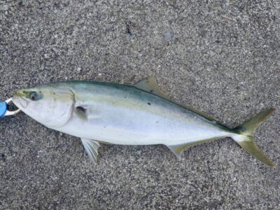 <p>知夫里島のクローザー様　沖の北外向き　呑ませ釣り15:30頃にメジロ🎣</p>