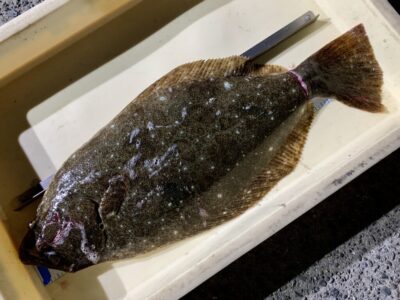 <p>匿名様　沖の北　呑ませ釣りでヒラメ53cm🎣</p>