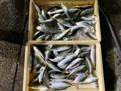 <p>白田様　沖の北　サビキ釣りで真イワシ大漁🎣　</p>