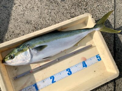 <p>小谷様　沖の北　呑ませ釣り　13時前頃にメジロ🎣　サビキ釣りでマイワシも🎣</p>