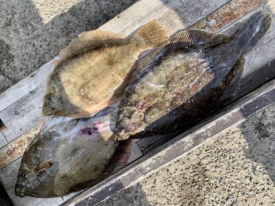 <p>しゃもじ様　沖の北でカレイ3尾🎣　最大34cm🐟</p>