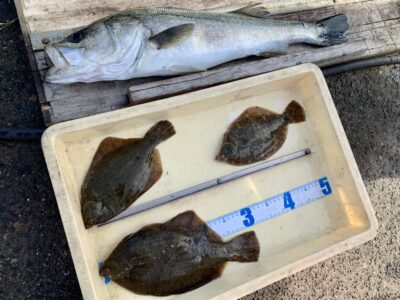 <p>山根様　沖の北　呑ませ釣り　324様の隣でハネ68cm🎣　カレイ3尾🐟</p>