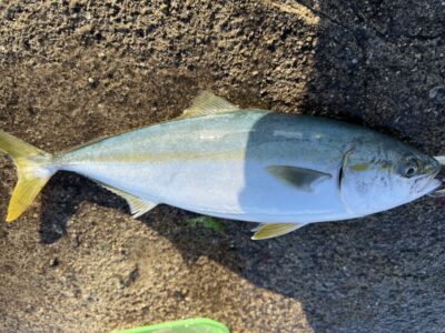 <p>タカアキ様　沖の北　アジ飲ませ　ハマチ49cm🎣</p>