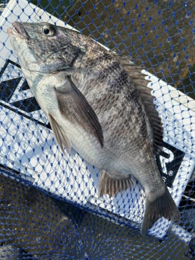 <p>福山様 沖の北 エビ撒き釣りでチヌ！壁際でタナは浅いそうです。</p>