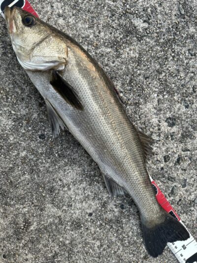 <p>福山様 沖の北外向き エビ撒き釣りでハネ54.5cm！</p>