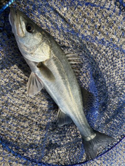 <p>福山様 沖の北内向き エビ撒き釣りで45〜50cmのハネ×3！壁際の2〜2.5ヒロ「ブツエビでも釣れます!」</p>