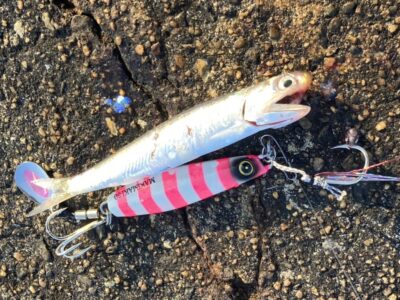 <p>沖の北 ルアーに引っかかるくらいカタクチ入ってました♪魚探にもベイト沢山映ってます。</p>