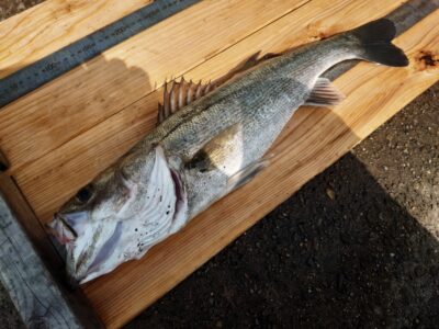 <p>岩田様 旧一文字赤灯外向き エビ撒き釣りでハネ53.5cm！8時半頃にヒット！</p>