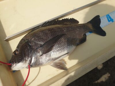 <p>大木様 沖の北 エビ撒き釣りでチヌ37cm！</p>