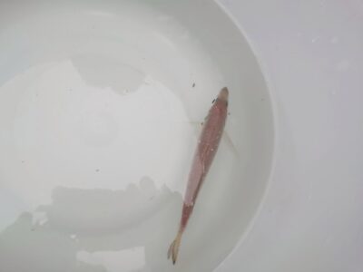 <p>沖の北 先端内向き 小アジ1匹……。今朝中アジは不在のようでした…。</p>