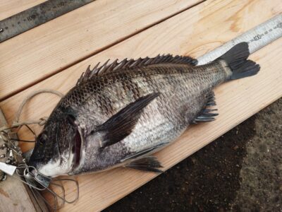 <p>山岸様 旧一文字赤灯内向き エビ撒き釣りでチヌ38cm！</p>