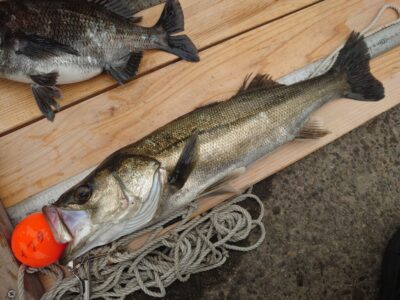 <p>岩田様 旧一文字赤灯内向き エビ撒き釣りでハネ53.5cm！</p>