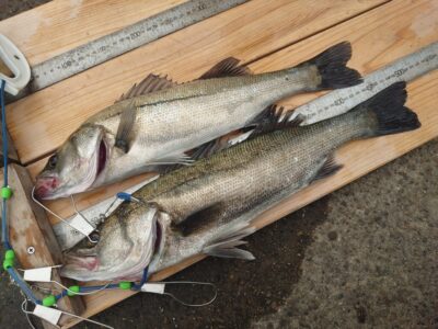 <p>鳩山様 旧一文字赤灯内向き エビ撒き釣りでハネ50.5cm！壁際攻略！</p>