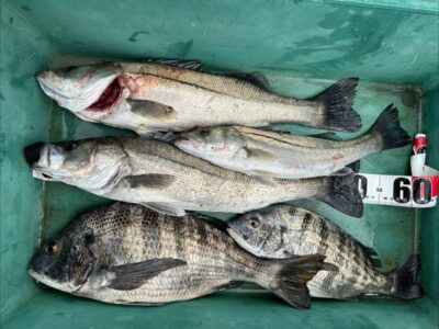 <p>福山様 沖の北 エビ撒き釣りでハネとチヌ大漁！壁際の浅タナ1〜2ヒロ、ワカメの下を狙うそうです♪</p>