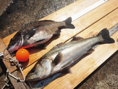 <p>岩田様 旧一文字赤灯内向き エビ撒き釣りでハネ53.5cmとチヌ40.2cm！壁際の2ヒロ半〜3ヒロ</p>