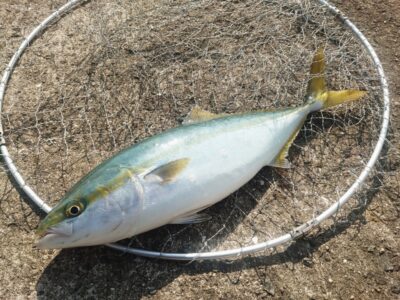 <p>沖の北 ショアジギでハマチ！8時頃に回収直前にヒット！</p>