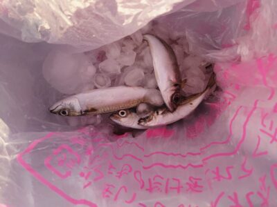 <p>【アジ情報】沖の北 先端内向きでサバ1、小〜中アジ5匹、オイルフェンス横内向きで小〜中アジ6匹でした。完全に明るくなるとあたりは止まるようです。</p>