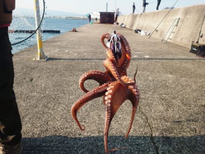 <p>⑨中村様 沖の北奥の方の内向き デビルエイトでタコ🐙1.2kg！！！7時頃にヒット！</p>