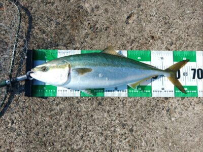 <p>杉原様 沖の北 ショアジギでメジロ67cm！8時頃に底から巻上げでヒット！</p><p>早朝の時合いは…シーンっとしてました…。1人掛けてる方はいたんですがばらしてしまったようです。カタクチも多くていい感じだったんですが。餌が多すぎなのか、青物の回遊が少ないのか…。</p>