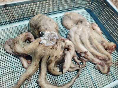 <p>坪井様 沖の北 下げが効き出した10時半頃に780gと570gのタコ🐙内向きと外向き両方で。</p>