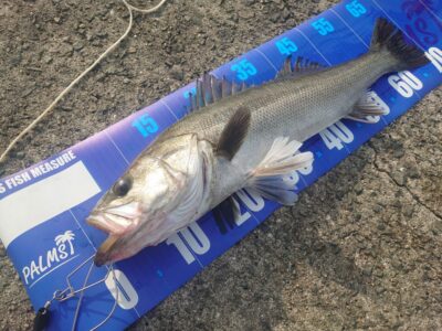 <p>本間様 沖の北外向き 壁際メタルバイブでシーバス70cm！</p>