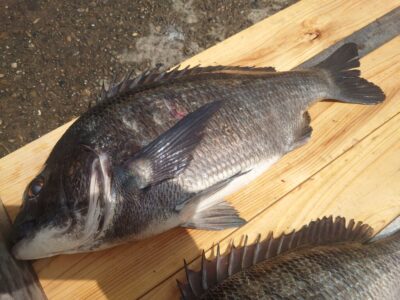 <p>三谷様 沖の北 エビ撒き釣りでチヌ45.6cm！壁際でタナ4ヒロ</p>