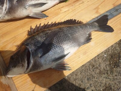 <p>福山様 沖の北 エビ撒き釣りでチヌ40.5cm!</p>