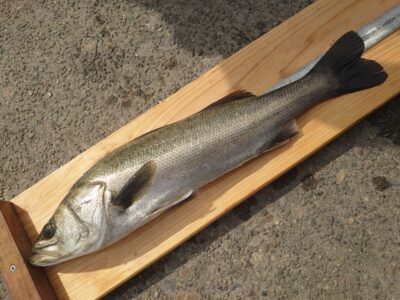 <p>福山様 沖の北 エビ撒き釣りでハネ60cm！壁際</p>