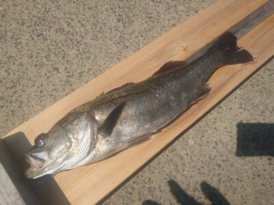 <p>春山様 沖の北 テクトロでデイシーバス50cm！</p>
