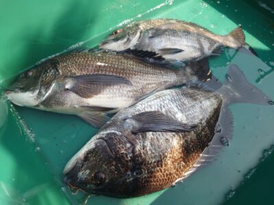 <p>F様 沖の北 エビ撒き釣りでチヌ3枚！壁際の中層で</p>
