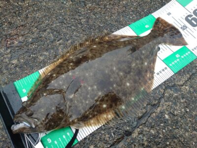 <p>沖の北 メタルバイブで53cmのヒラメ！！！ルアーで釣れるのは年に数匹なので超レアです♪</p>