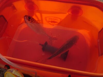 <p>沖の北 早朝ちょっとだけ中アジが釣れていました。先端内向き2匹、外向き5匹、オイルフェンス周辺で2匹。</p>