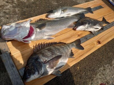 <p>福山様 沖の北 エビ撒き釣りでハネ62cmとチヌ41.5cm！壁際の浅タナで連発！</p>
