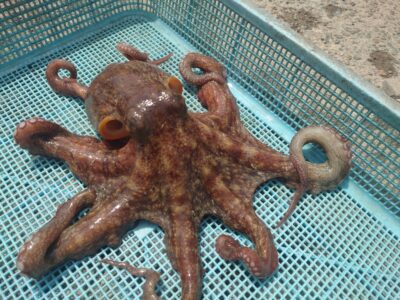 <p>松村名人 沖の北内向き タコ620g！</p>