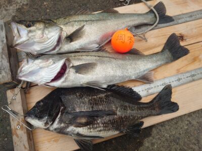 <p>岡本様 旧一文字赤灯内向き エビ撒き釣りでハネ53.5cmとチヌ43.5cm！</p>