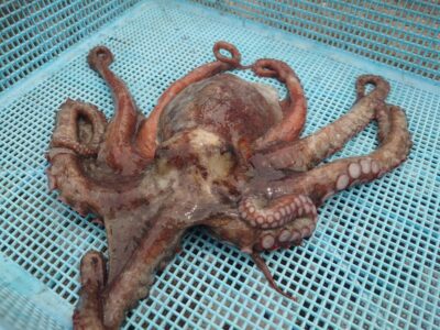 <p>🐙タコ村様 沖の北 タコエギでタコ480g！</p>